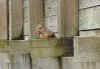 squirrel.jpg (54981 bytes)