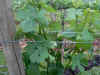 tmgc wine trail 05 030r.jpg (45683 bytes)