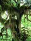 Img_6661R.jpg (93933 bytes)
