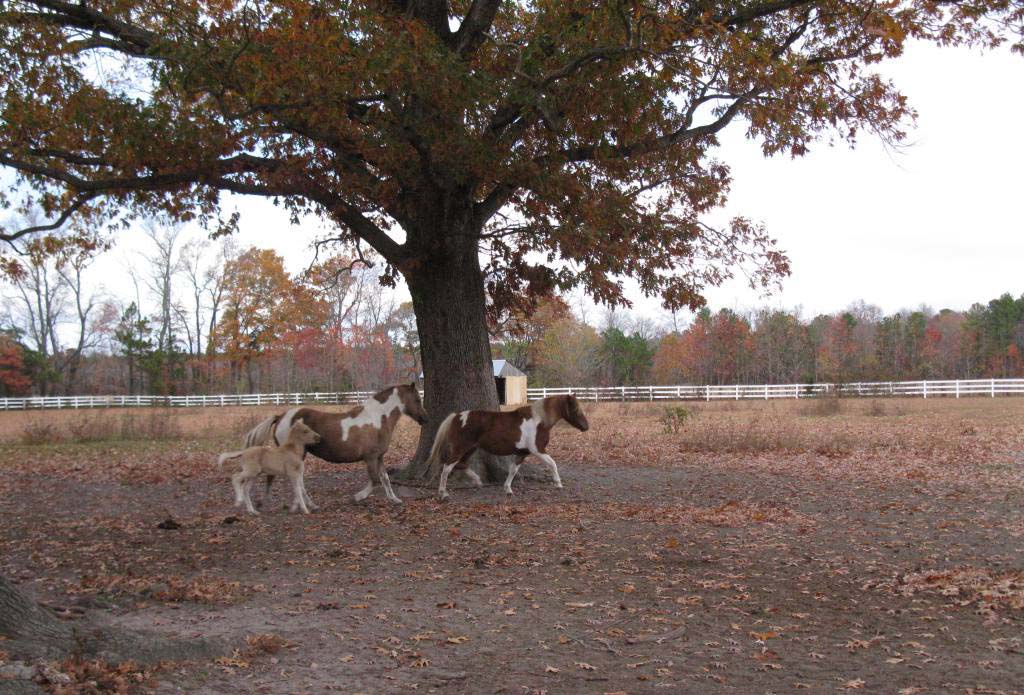 20-Chincoteague
