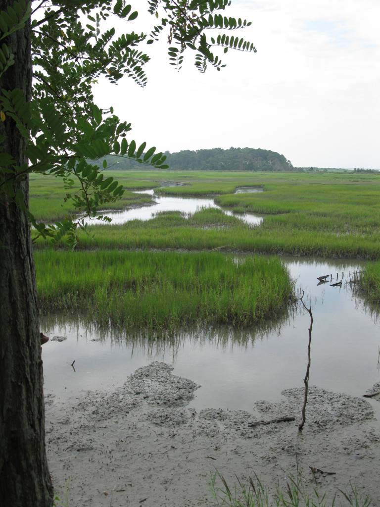 11-marsh