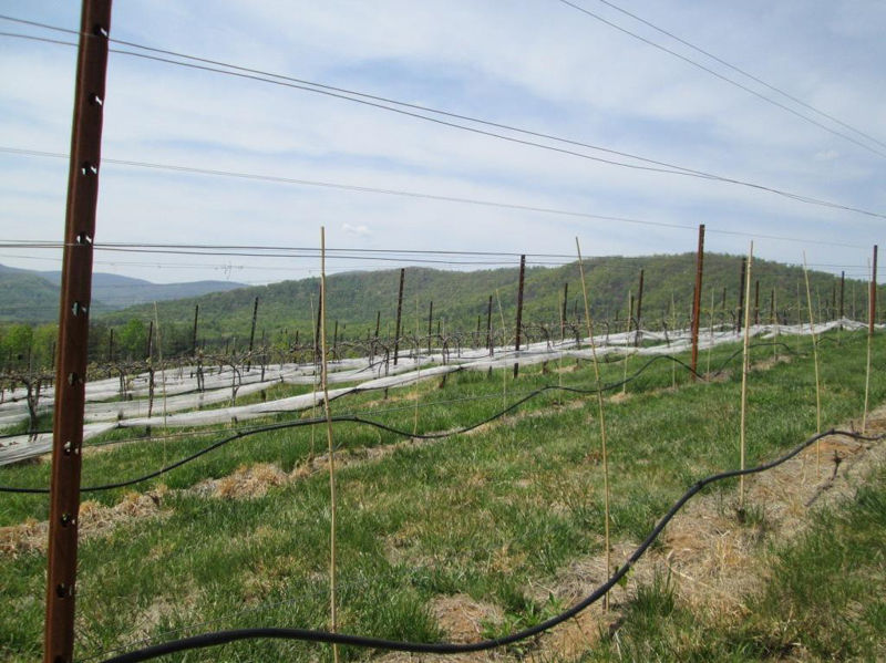 sa96IMG_0681