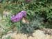 s39IMG_9388