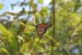 s40_2016_09_17_3655