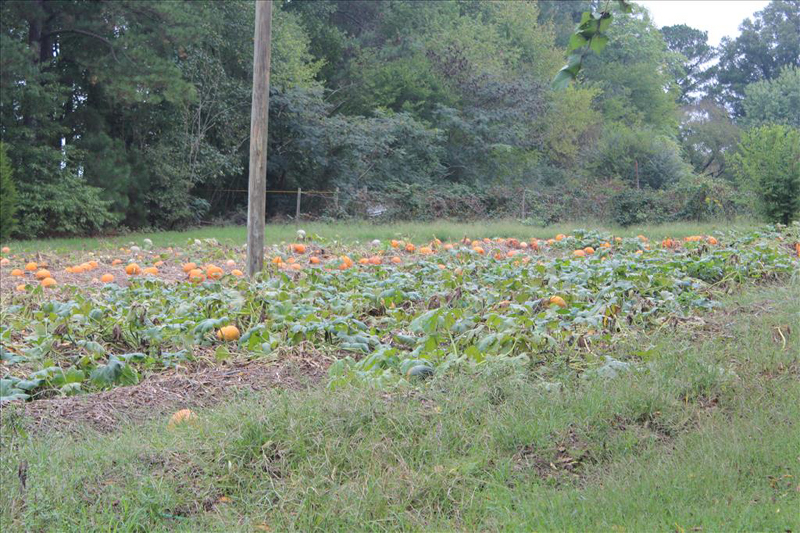 14smwaynes2016_78