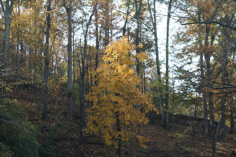 mini-Monticelo_25